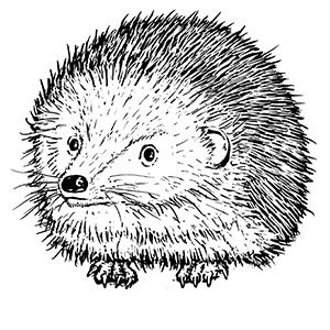 Igel